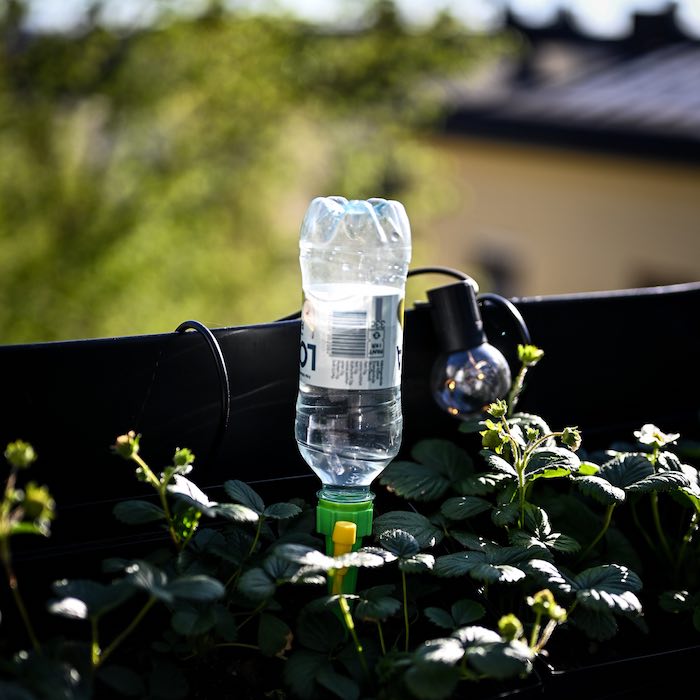 Automatische Blumenbewässerung (6er Pack)