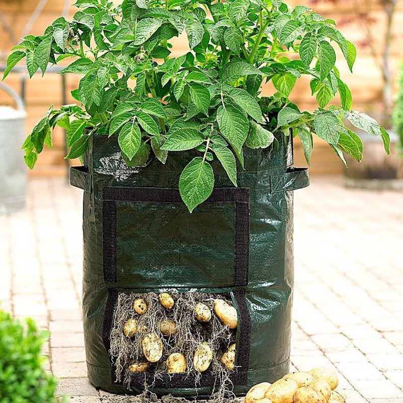 Pflanzen wachsen Tasche